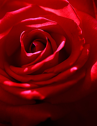 薔薇