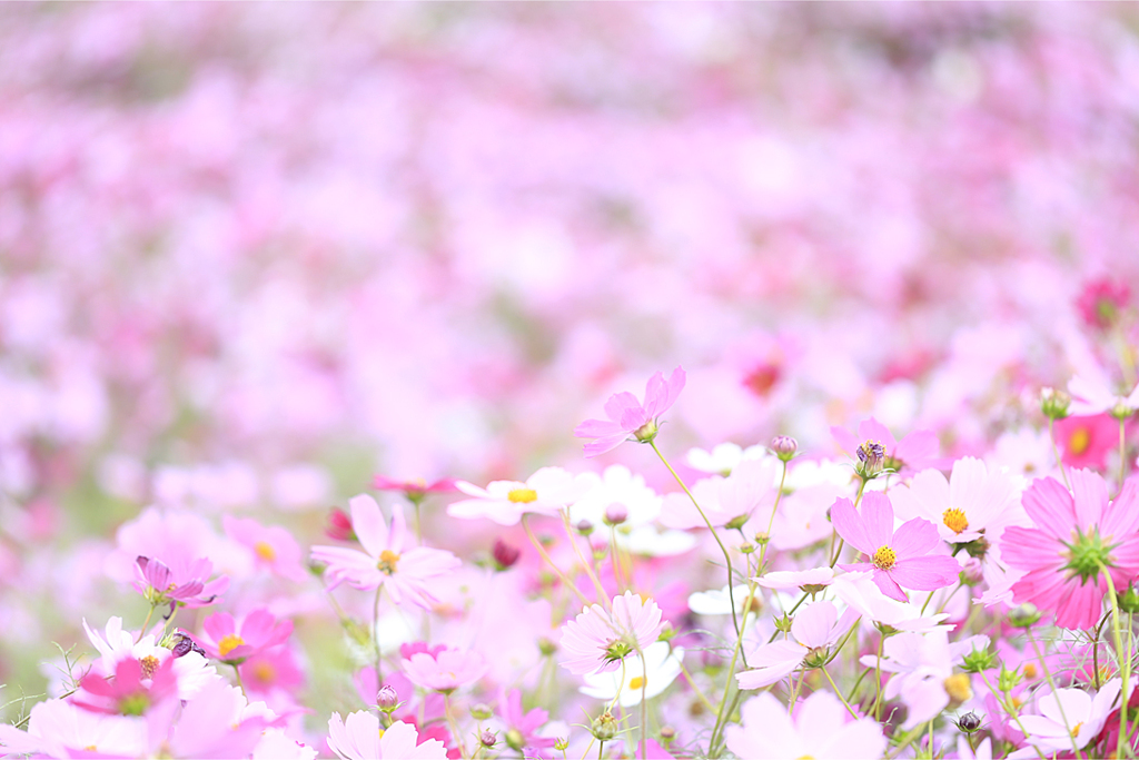 秋桜