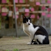 奥津宮の猫