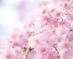 晴れの日枝垂桜