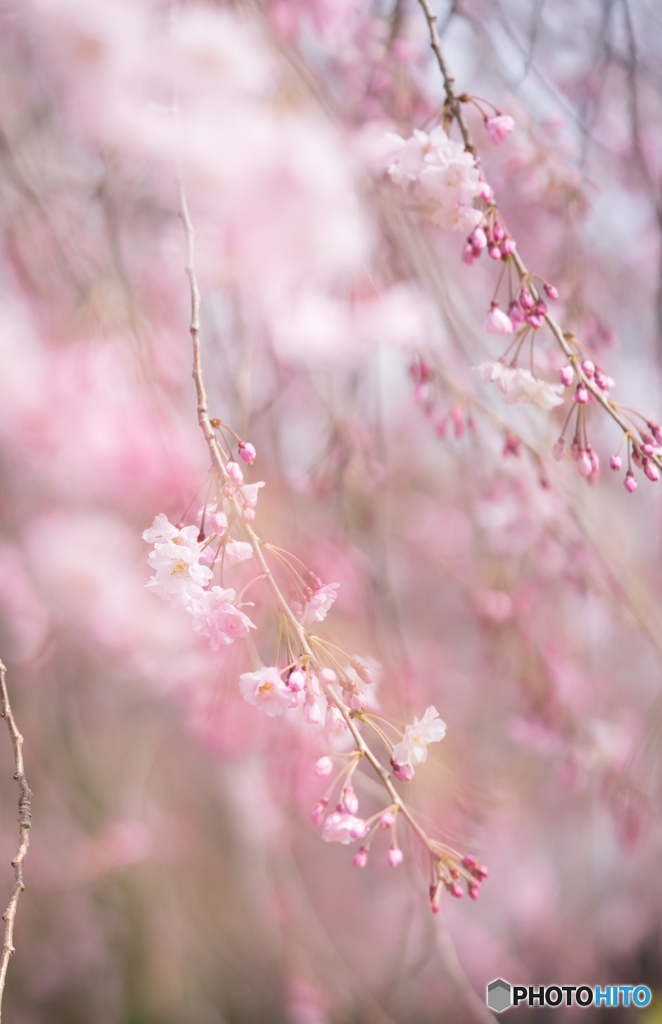 桜2018_枝垂桜②