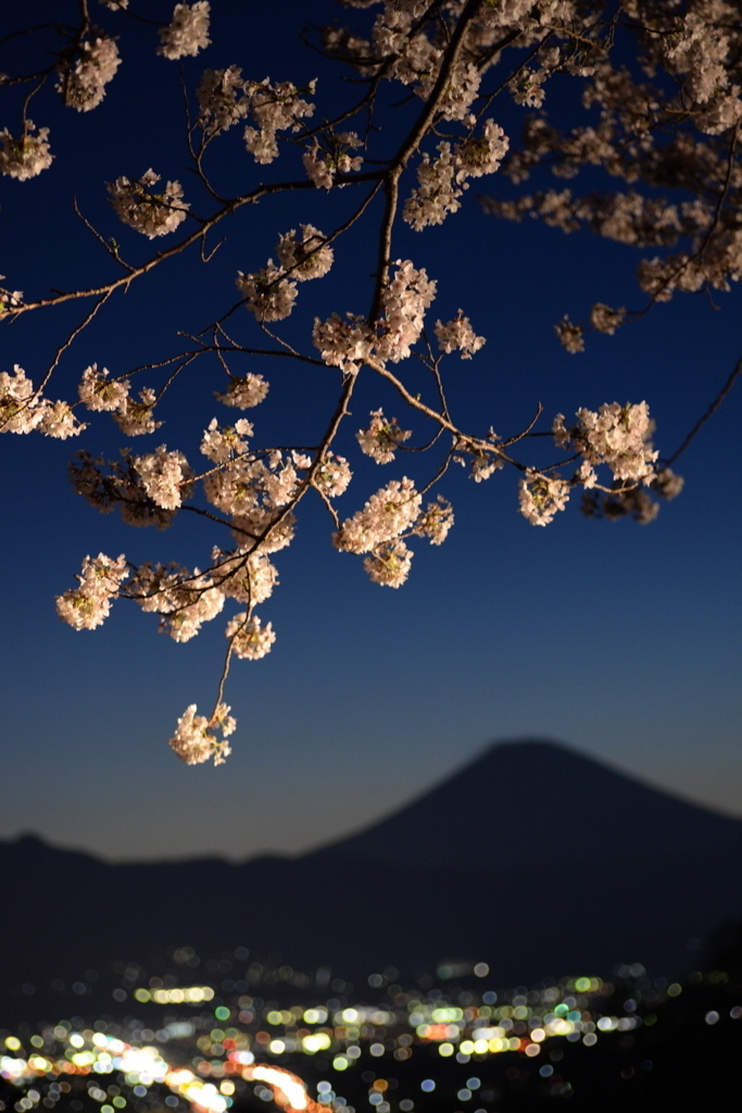 小田原と富士山と桜