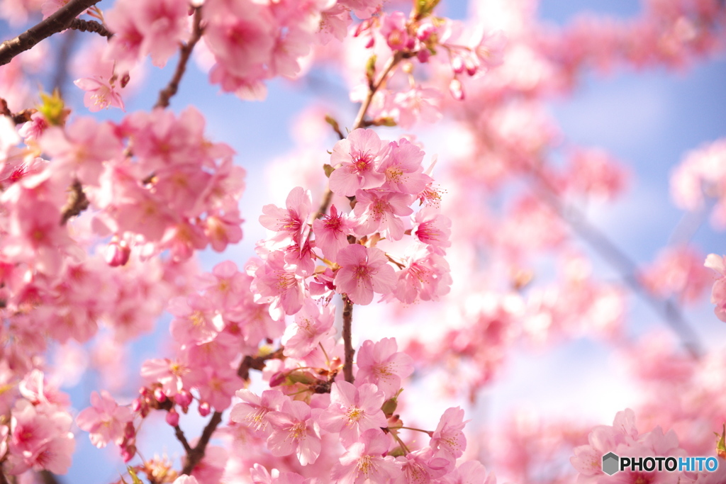 河津桜