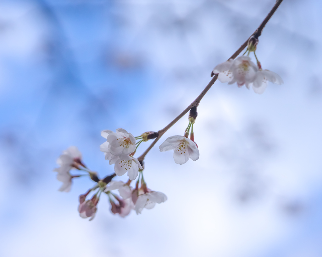 桜2018_3