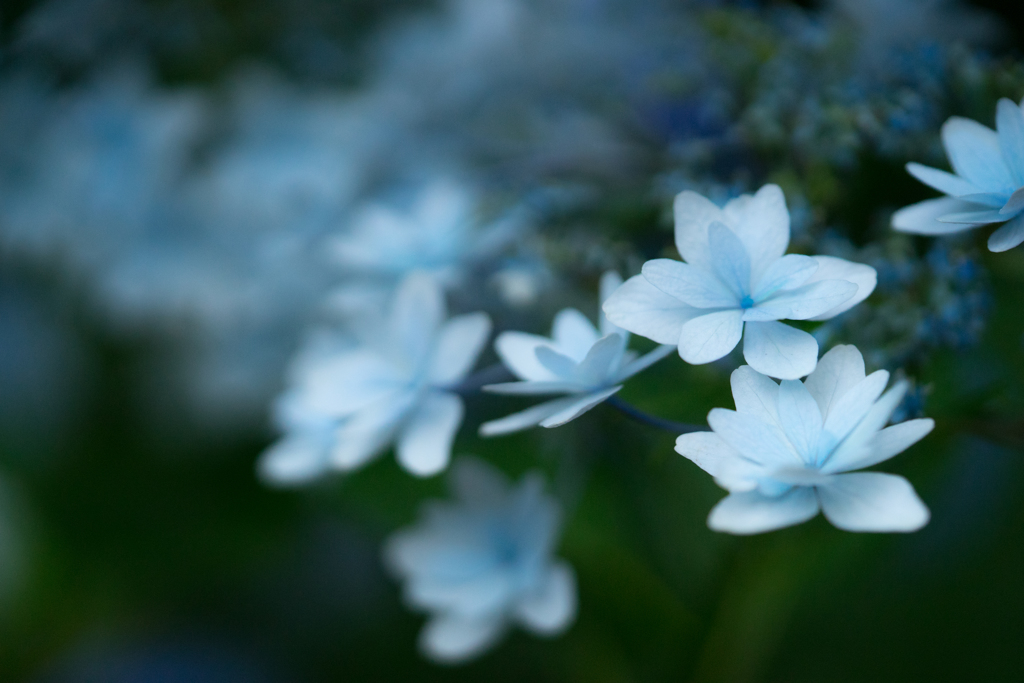 清澄庭園の紫陽花①