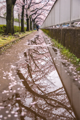 桜雨