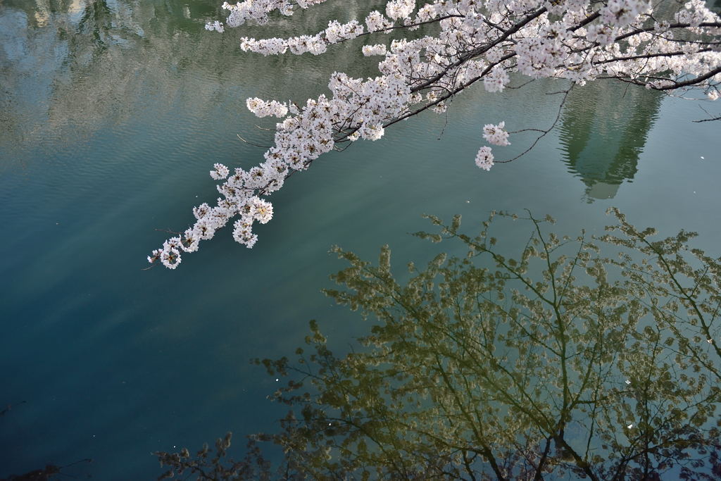 大横川②