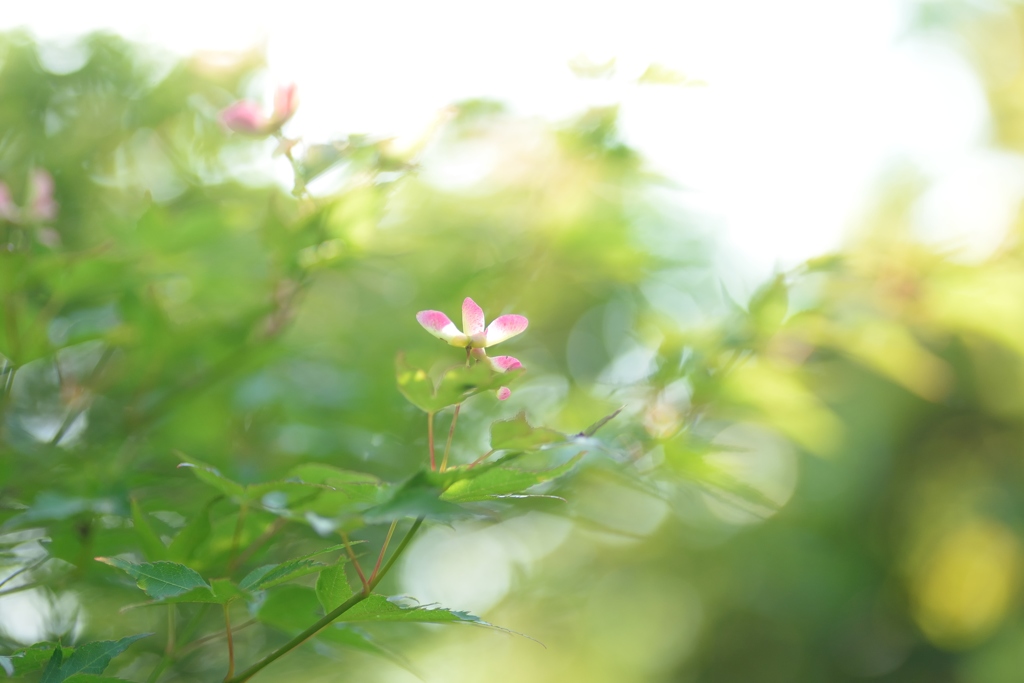 楓の花