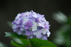 清澄庭園の紫陽花②