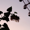 晩夏