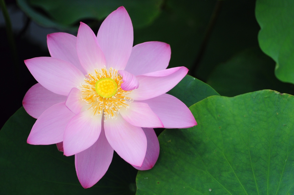 光る花④