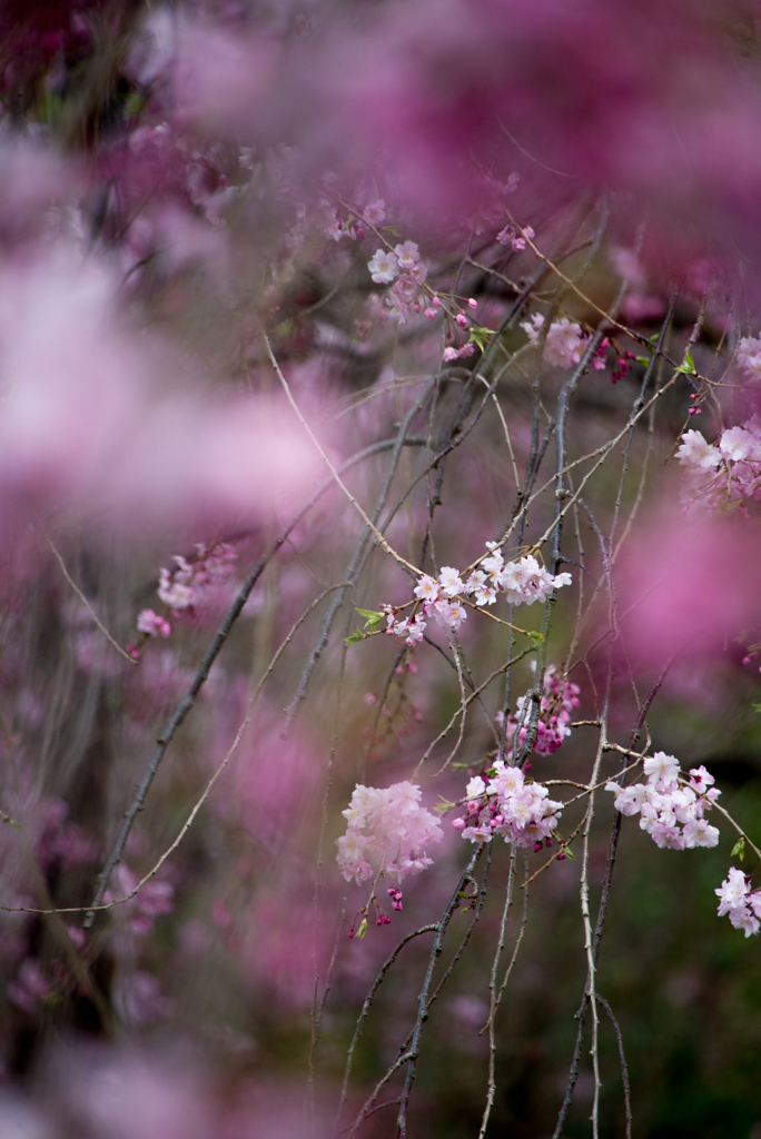 枝垂桜③
