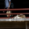 拝殿の洋猫