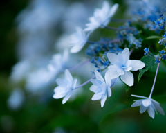 清澄庭園の紫陽花