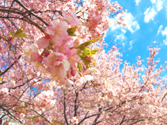 河津桜