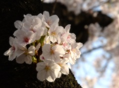 朝日に桜