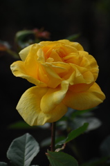 秋空の薔薇１…