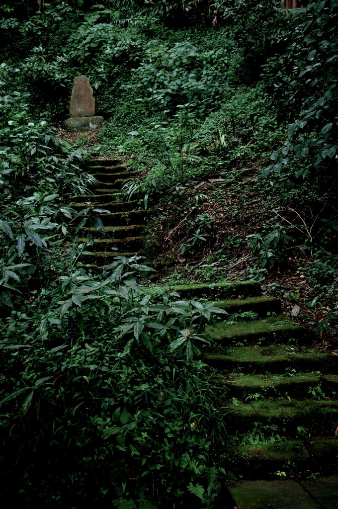 緑中の苔石段…