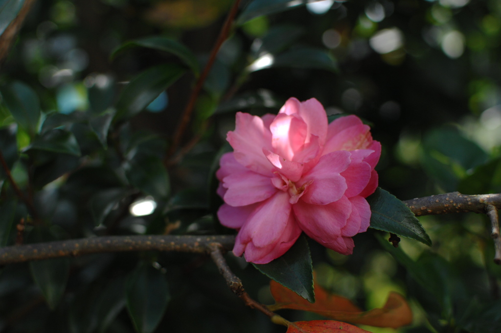 陽に映える牡丹色…