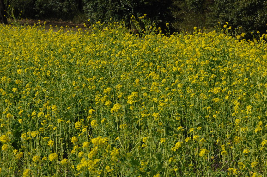 都心の菜の花色…１