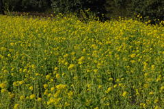 都心の菜の花色…１