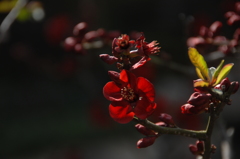 鎌倉の春花…３