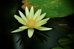霜月の花絵巻…10