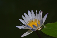 熱帯の妖花…５