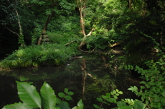 鎌倉名刹の池…