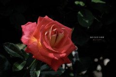 鎌倉花絵巻…春薔薇５
