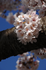 光明寺の花束桜…