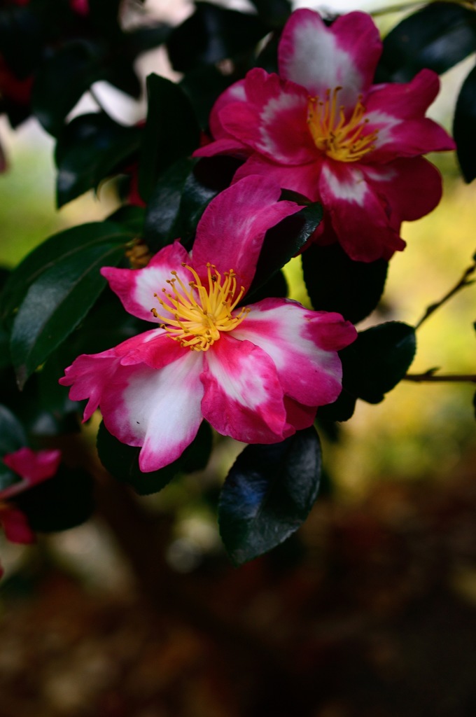 古都の山茶花…３