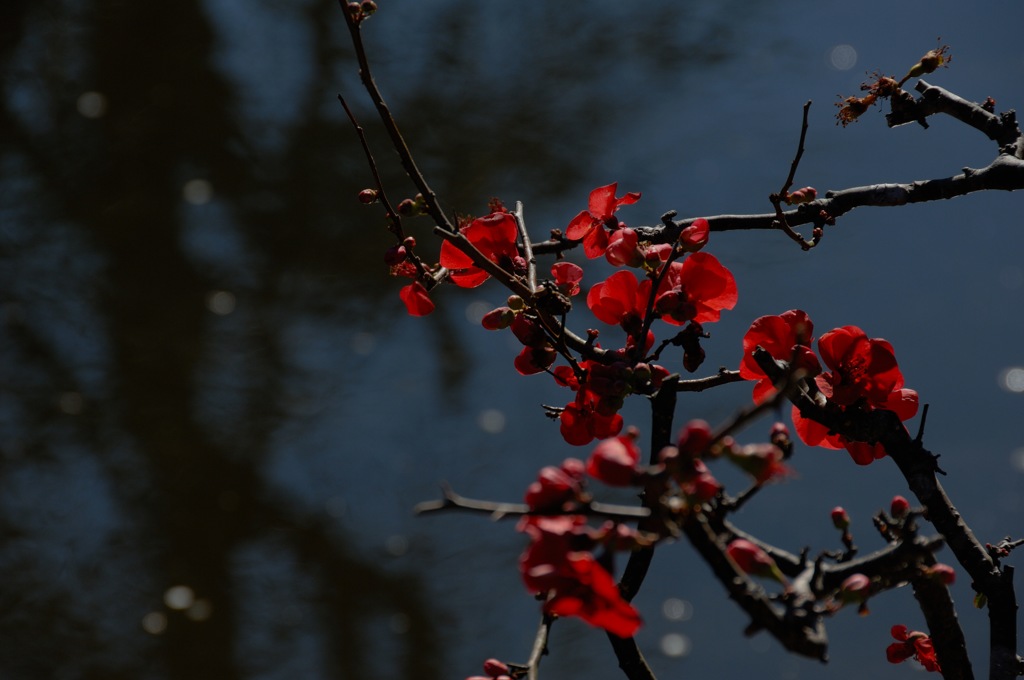 名刹の新春花…２