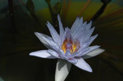 熱帯の妖花…４