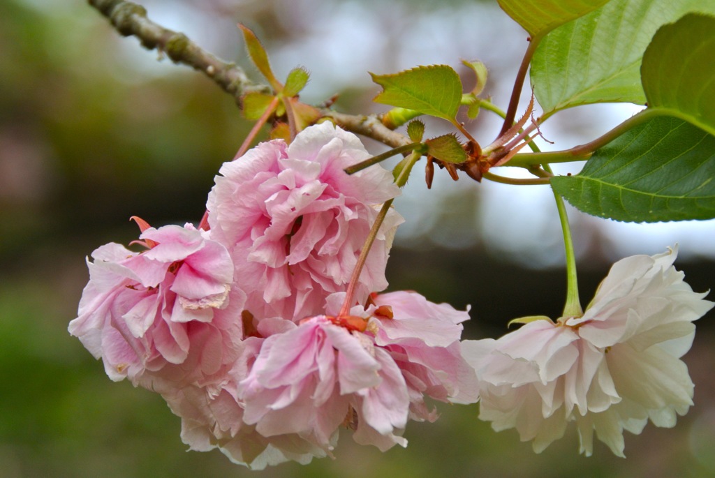 里桜の淡鴇色…