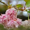 里桜の淡鴇色…