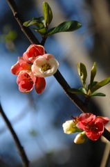 紅白の木瓜姿…