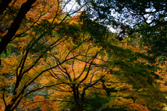 秋景の明月院…４