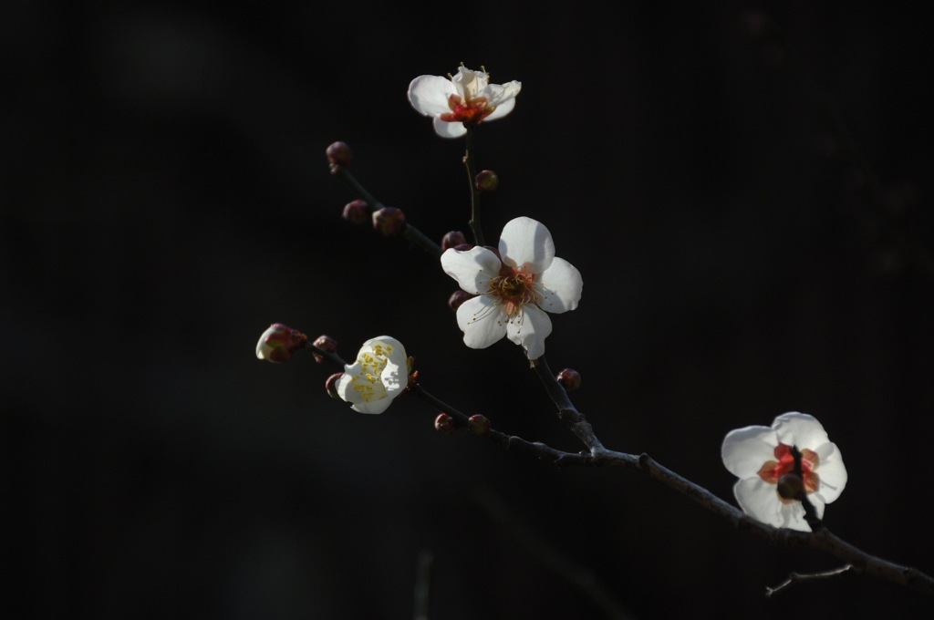 白梅の三姿…１