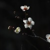 白梅の三姿…１
