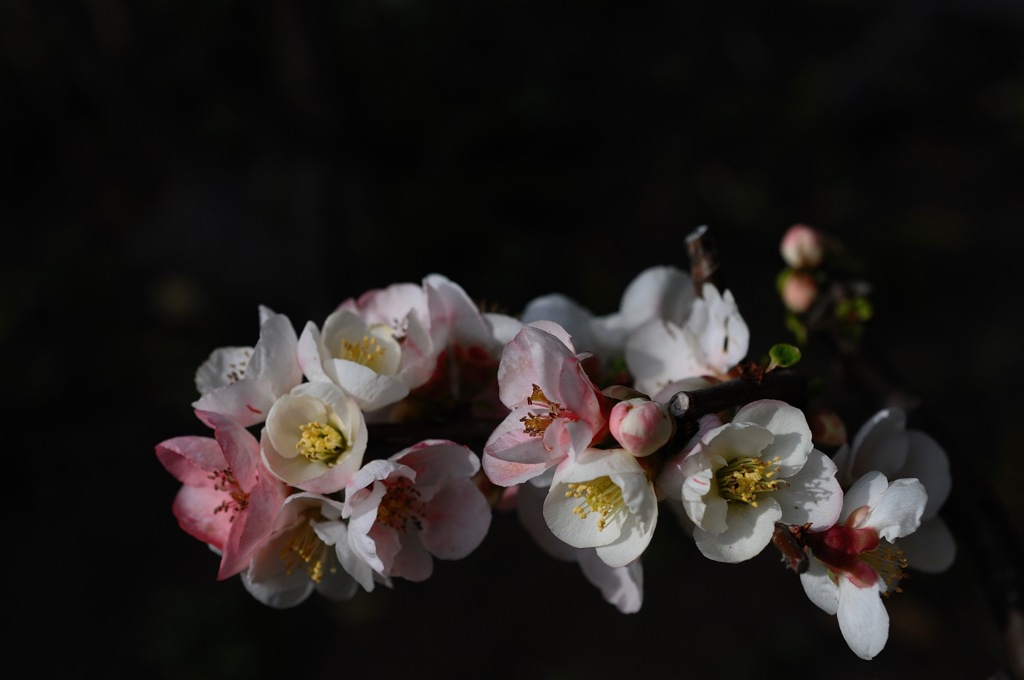 春寺の色分花…１