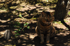 鎌倉妙本寺…毎度の主猫