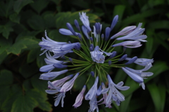 包円の花姿…１