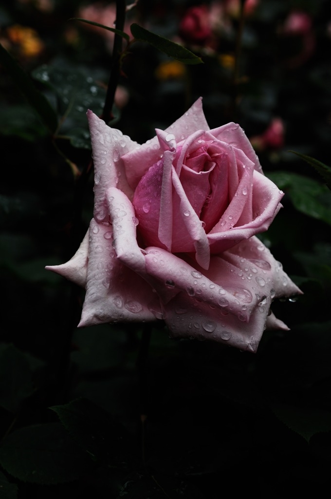 春彩の麗花…８
