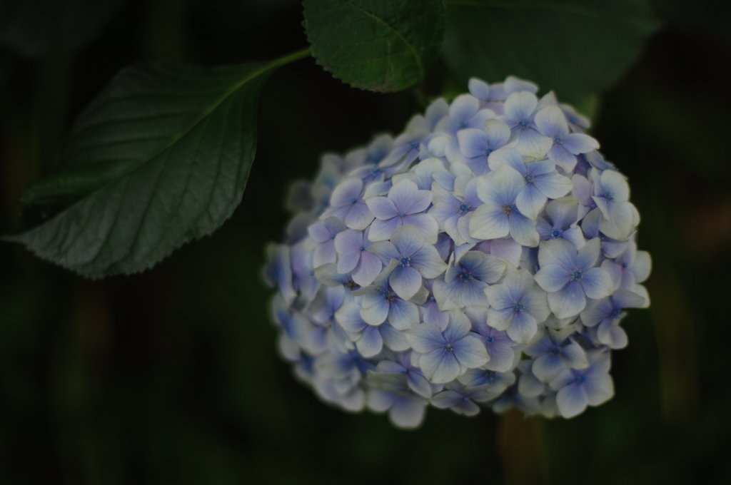 包円の花姿…２