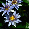 熱帯の妖花…２