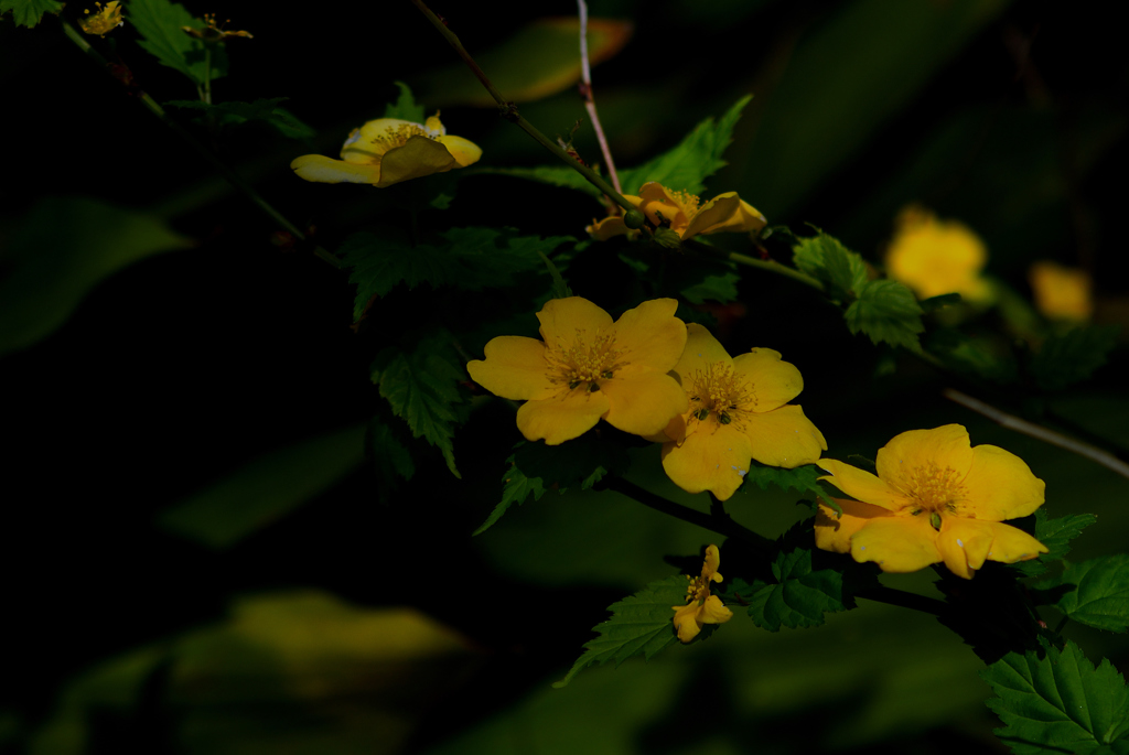 三浦の春花…３