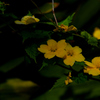 三浦の春花…３