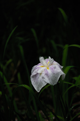 梅雨空に淑花…２