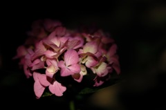古都の紫陽花便り…５